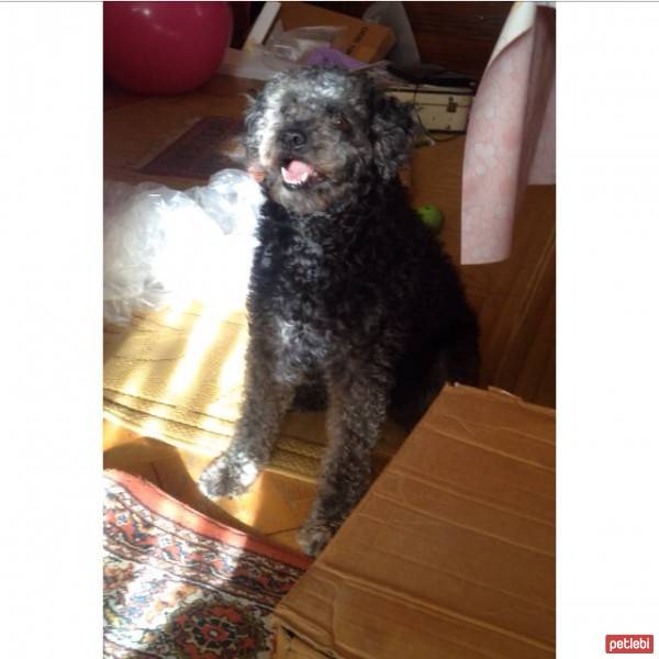 Sealyham Terrier, Köpek  Zeytin fotoğrafı