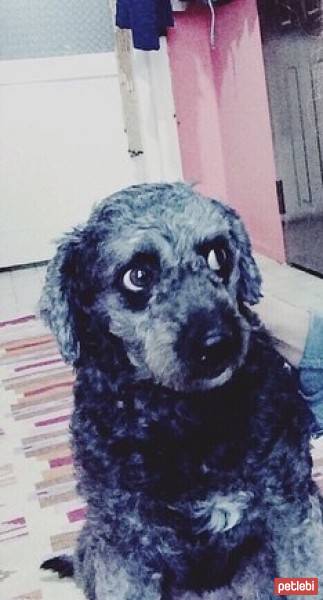 Sealyham Terrier, Köpek  Zeytin fotoğrafı