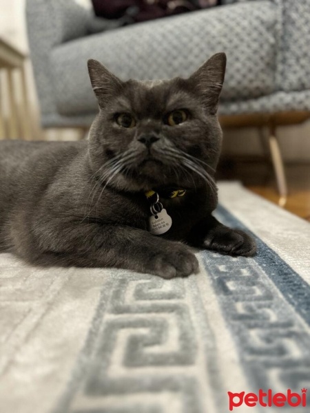 British Shorthair, Kedi  Tosun fotoğrafı