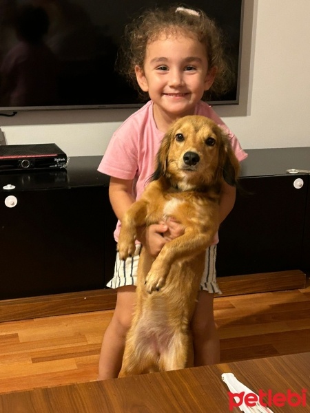 İngiliz Cocker Spaniel, Köpek  Kaju fotoğrafı