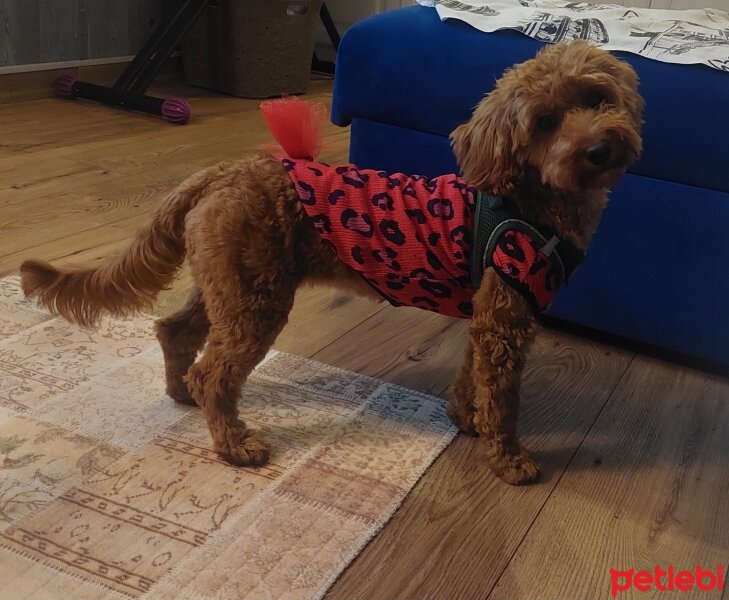 Poodle(Standart Kaniş), Köpek  Badem fotoğrafı