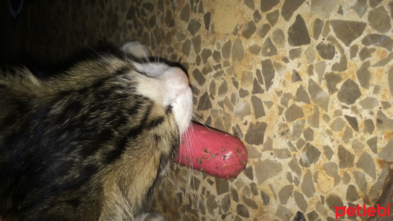 Tekir Kedi, Kedi  İsimsiz fotoğrafı