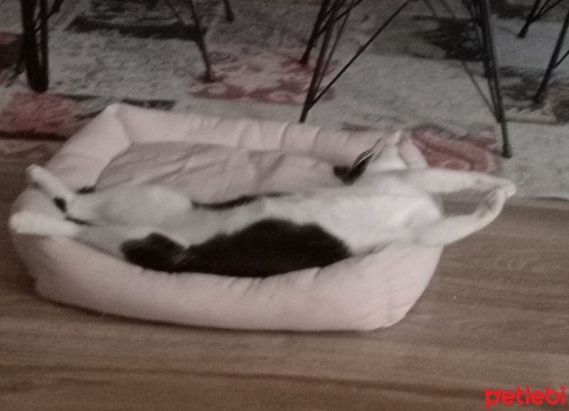 Tekir Kedi, Kedi  Balım fotoğrafı
