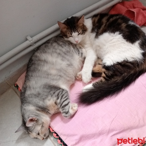 Tekir Kedi, Kedi  Balım fotoğrafı