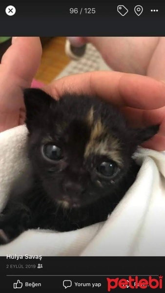 Tekir Kedi, Kedi  Balım fotoğrafı