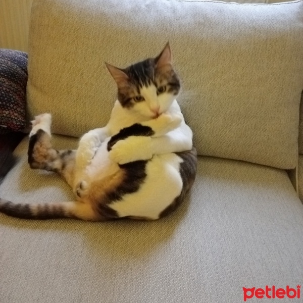 Tekir Kedi, Kedi  Balım fotoğrafı
