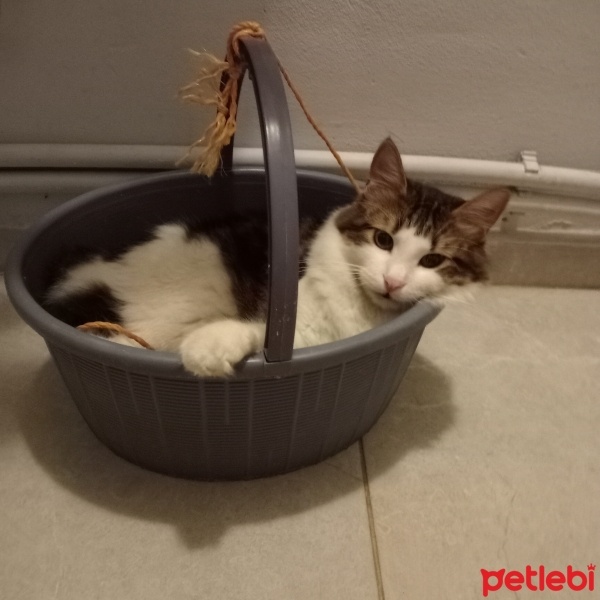 Tekir Kedi, Kedi  Balım fotoğrafı