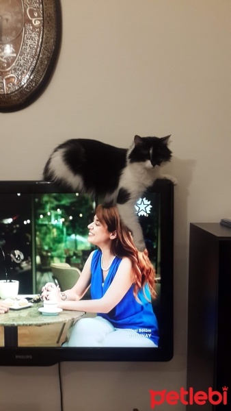 Tekir Kedi, Kedi  Balım fotoğrafı