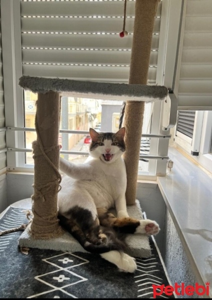Tekir Kedi, Kedi  Balım fotoğrafı