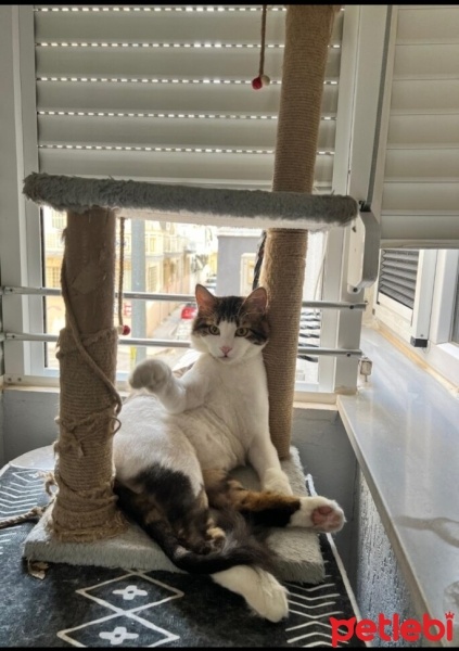 Tekir Kedi, Kedi  Balım fotoğrafı