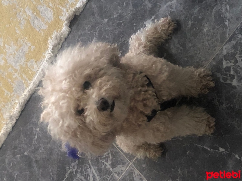Poodle (Minyatür Kaniş), Köpek  Pasha fotoğrafı