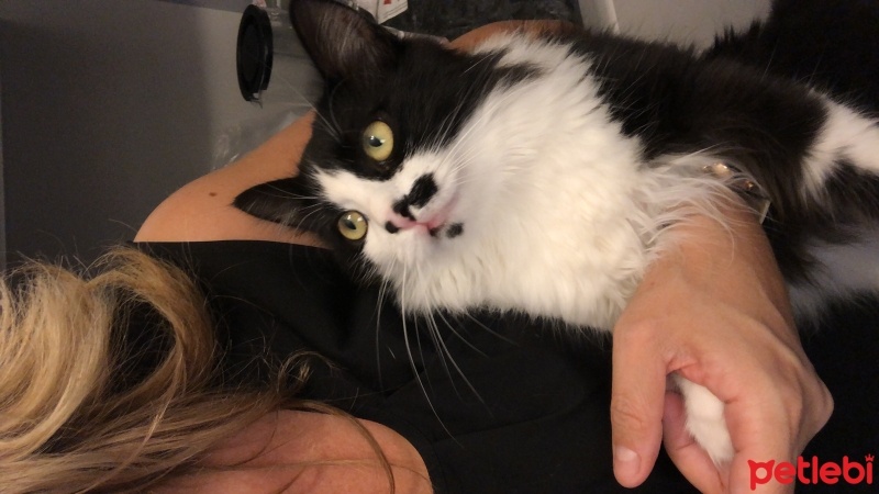 Tekir Kedi, Kedi  Mia fotoğrafı