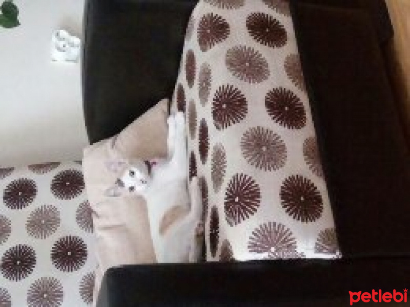 Tekir Kedi, Kedi  Sütlaç fotoğrafı