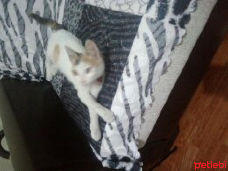 Tekir Kedi, Kedi  Sütlaç fotoğrafı
