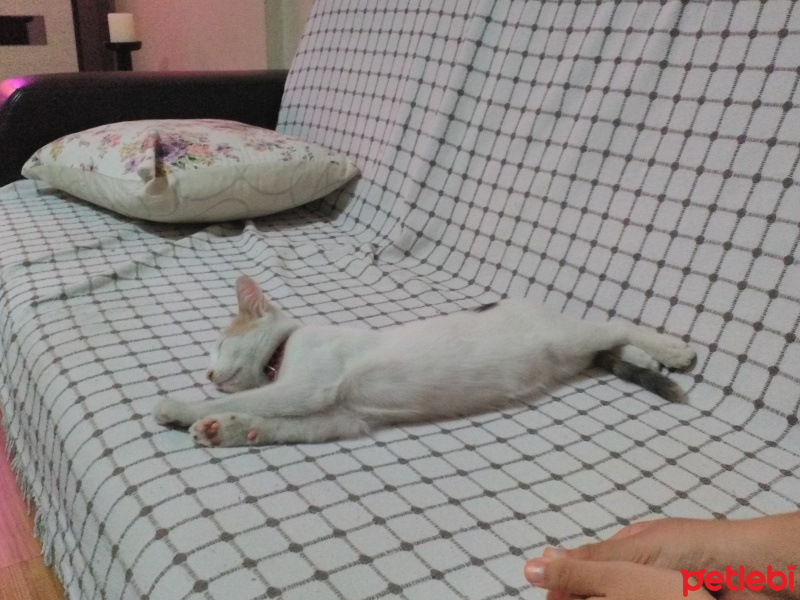Tekir Kedi, Kedi  Sütlaç fotoğrafı