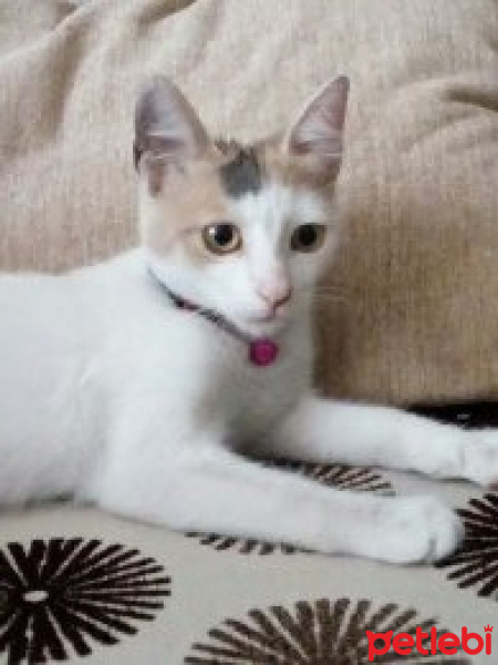 Tekir Kedi, Kedi  Sütlaç fotoğrafı
