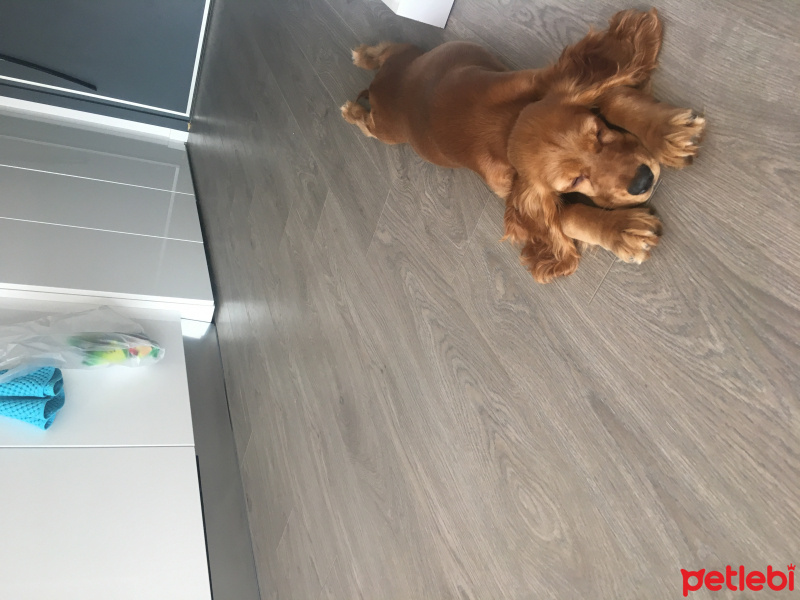 İngiliz Cocker Spaniel, Köpek  Carmen fotoğrafı