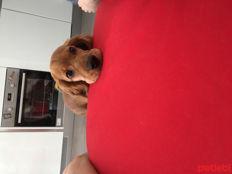 İngiliz Cocker Spaniel, Köpek  Carmen fotoğrafı