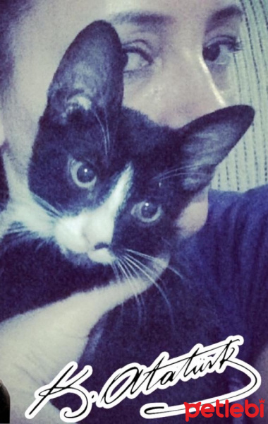 Tekir Kedi, Kedi  Kadir fotoğrafı