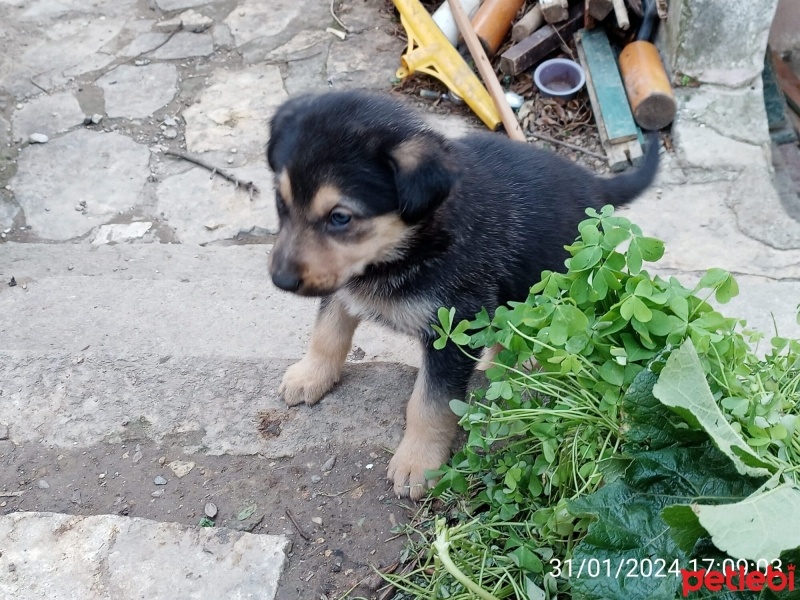 Alman Çoban Köpeği, Köpek  Henuz yok fotoğrafı