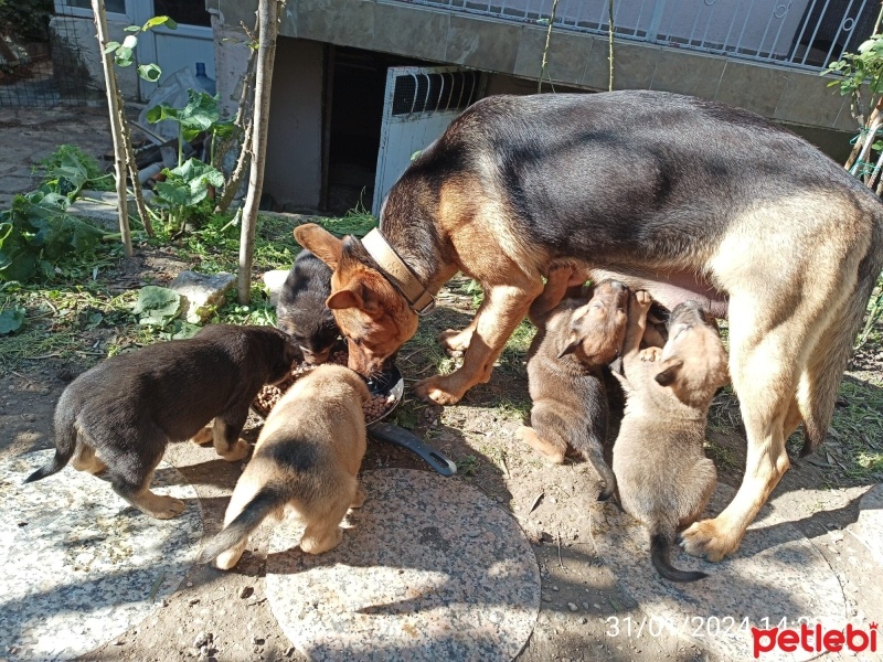 Alman Çoban Köpeği, Köpek  Henuz yok fotoğrafı
