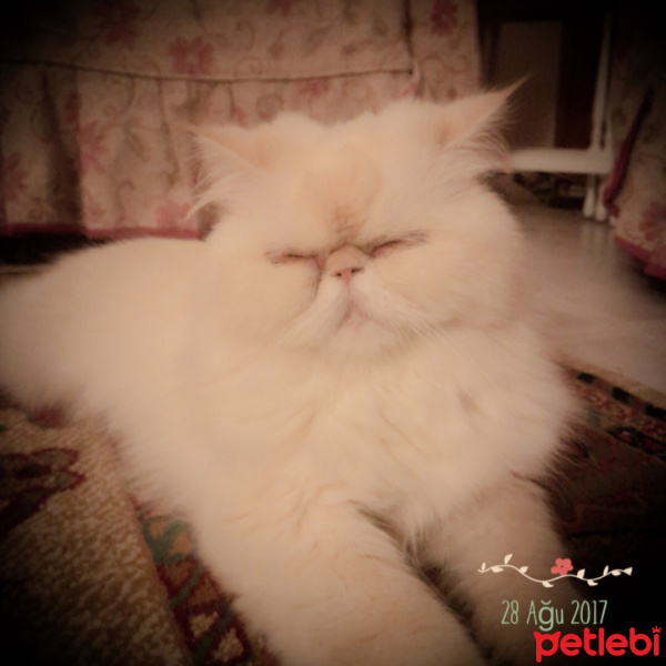İran Kedisi (Persian), Kedi  Sütlaç fotoğrafı