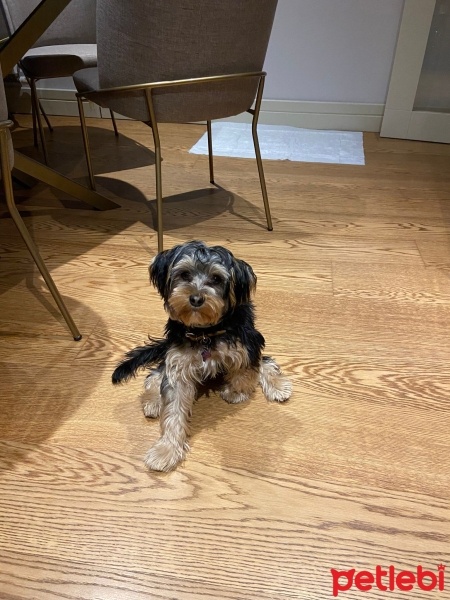 Yorkshire Terrier, Köpek  LEO fotoğrafı