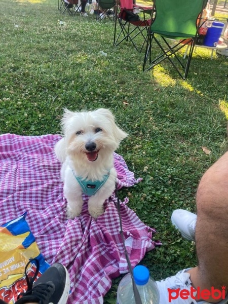 Maltese, Köpek  Bobo fotoğrafı