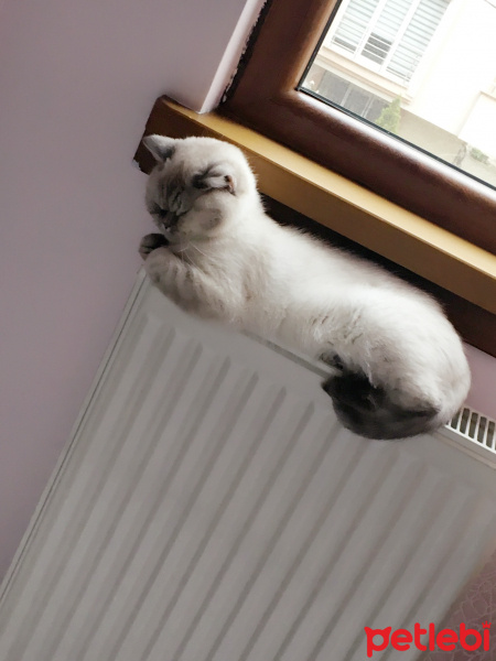 British Shorthair, Kedi  Shila fotoğrafı