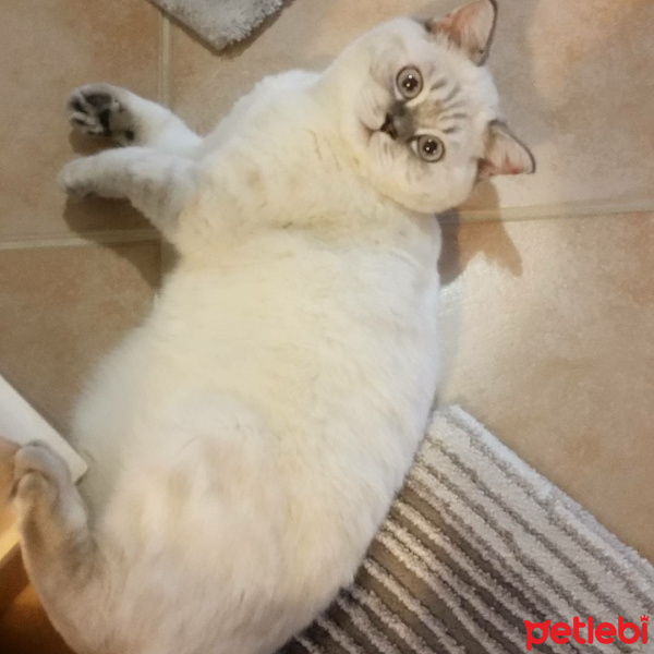 British Shorthair, Kedi  Shila fotoğrafı