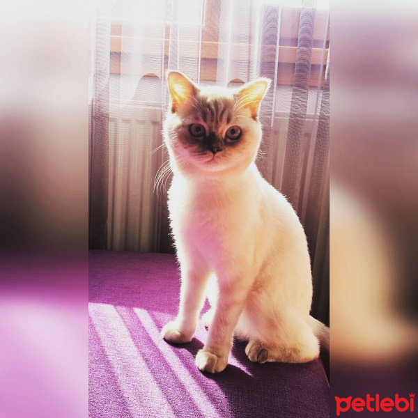 British Shorthair, Kedi  Shila fotoğrafı