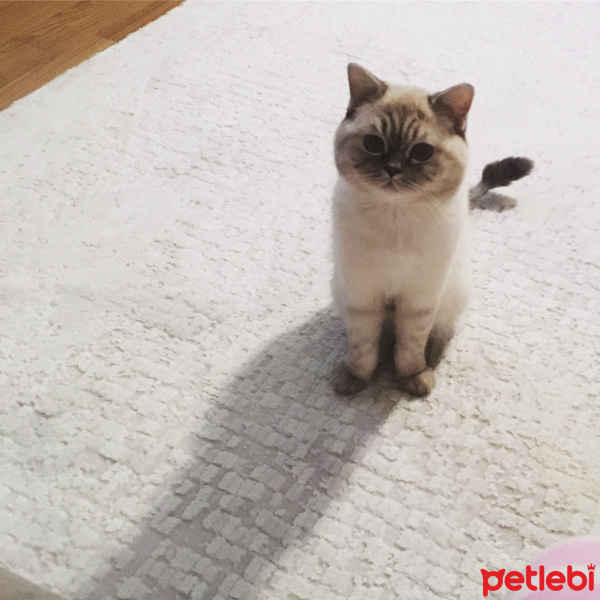 British Shorthair, Kedi  Shila fotoğrafı