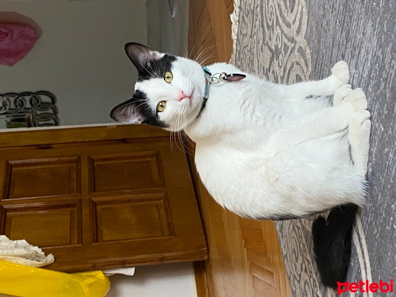 Tekir Kedi, Kedi  Mia fotoğrafı