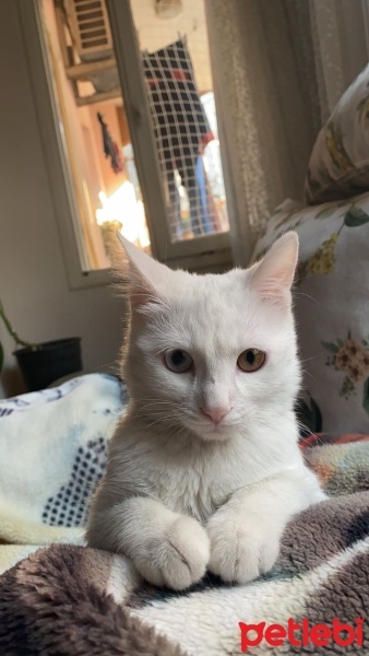 Van Kedisi, Kedi  Hera fotoğrafı