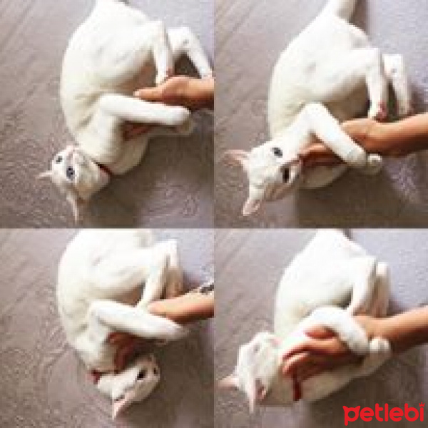 Ankara Kedisi, Kedi  Mia fotoğrafı