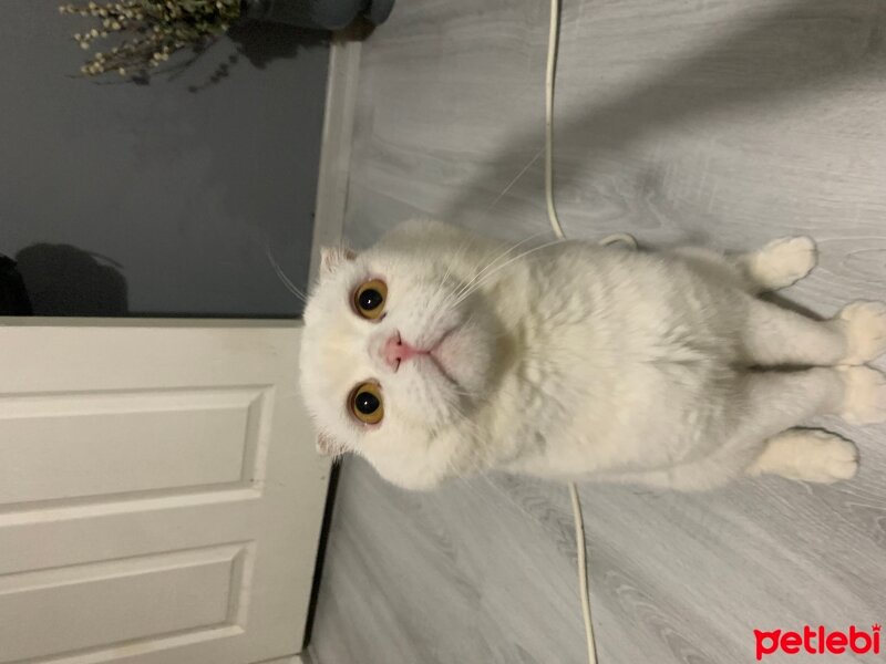 Scottish Fold, Kedi  bulut fotoğrafı