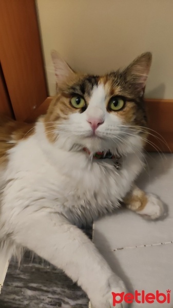 Tekir Kedi, Kedi  Sütlaç fotoğrafı