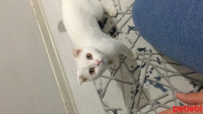 Scottish Fold, Kedi  Bulut fotoğrafı