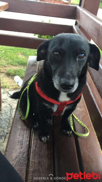 Dachshund (Sosis), Köpek  Sosis fotoğrafı