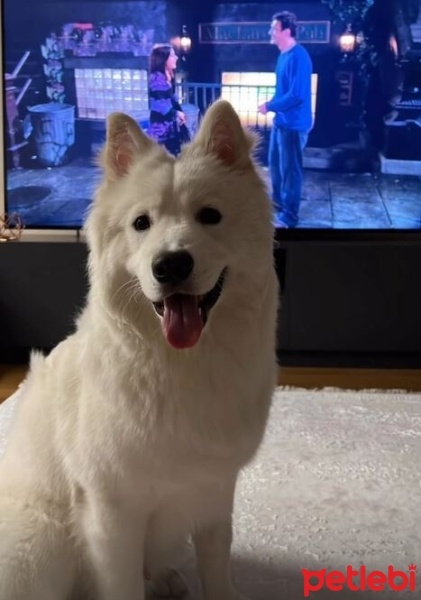 Samoyed, Köpek  Loki fotoğrafı