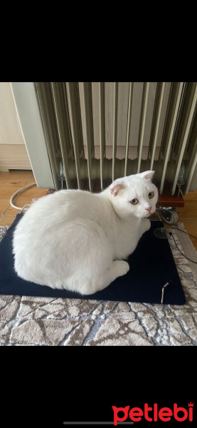 Scottish Fold, Kedi  Pamuk fotoğrafı