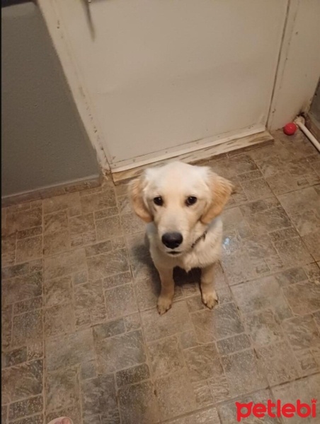Golden Retriever, Köpek  GOFRET fotoğrafı