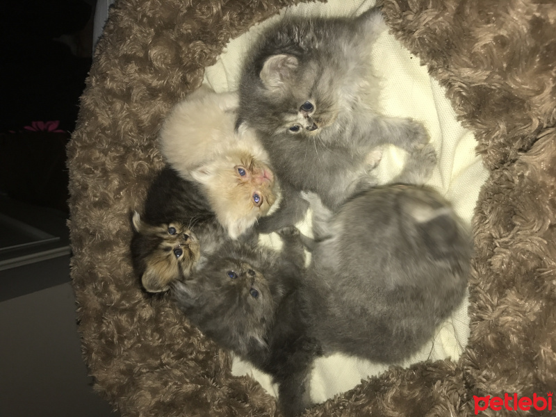 İran Kedisi (Persian), Kedi  Sultanımızın yavruları :) fotoğrafı