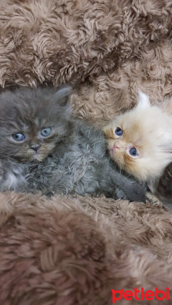 İran Kedisi (Persian), Kedi  Sultanımızın yavruları :) fotoğrafı