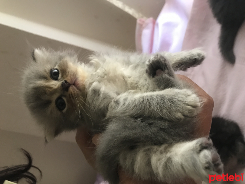 İran Kedisi (Persian), Kedi  Sultanımızın yavruları :) fotoğrafı