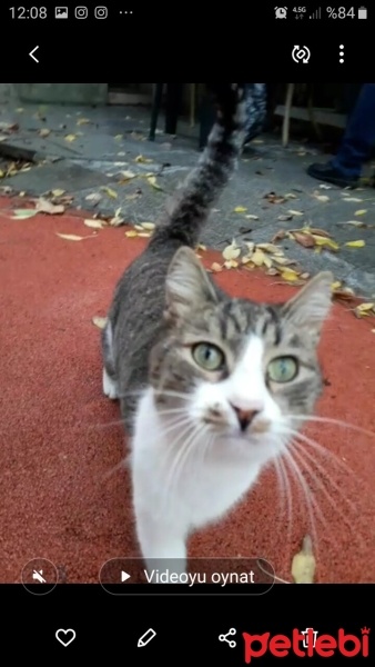 Tekir Kedi, Kedi  Leblebi fotoğrafı
