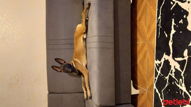Belçika Malinois, Köpek  Eva fotoğrafı