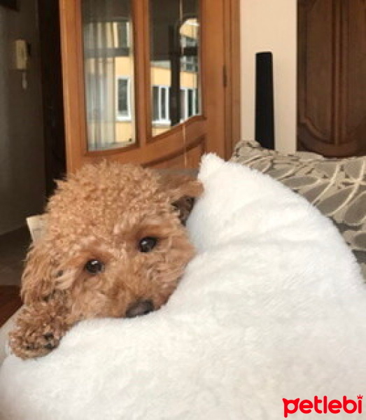 Poodle (Minyatür Kaniş), Köpek  Cookie fotoğrafı