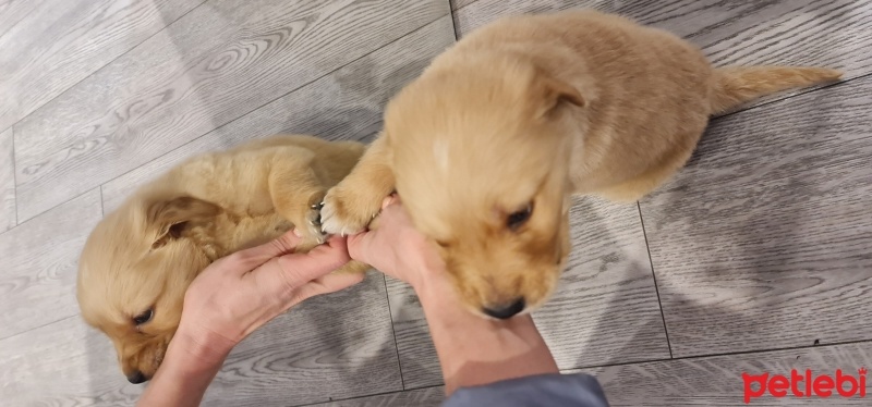 Golden Retriever, Köpek  Charlie fotoğrafı