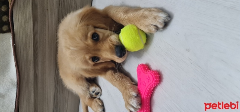 Golden Retriever, Köpek  Charlie fotoğrafı